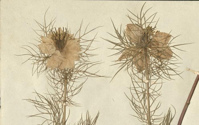 “Sisters of Charity” Herbarium