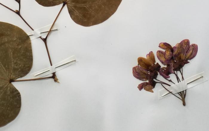 Spring blooms: the Judas tree