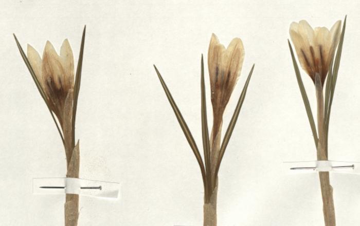 Fioriture in Erbario: i crochi