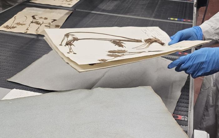 Massive digitization: scanning completed
