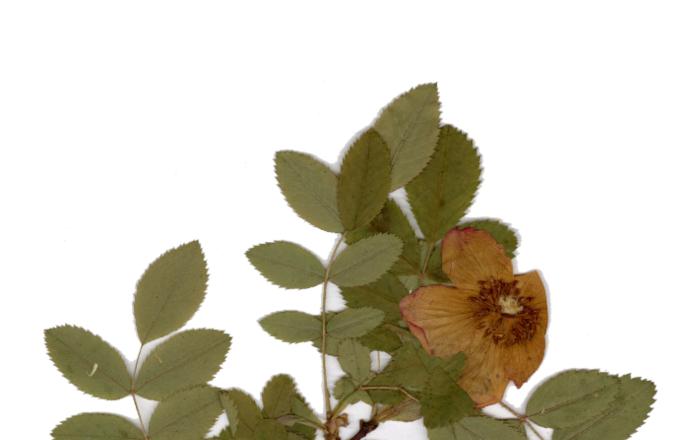 Fioriture di maggio: il genere Rosa