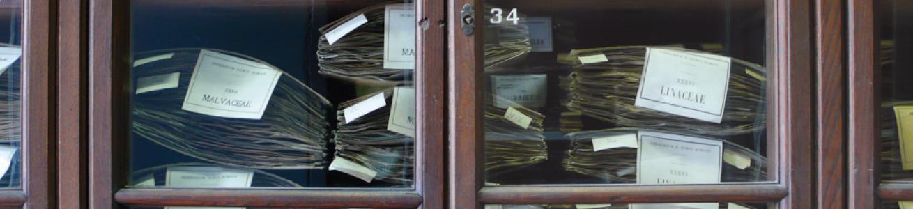 Sapienza Herbarium Museum massive digitization.