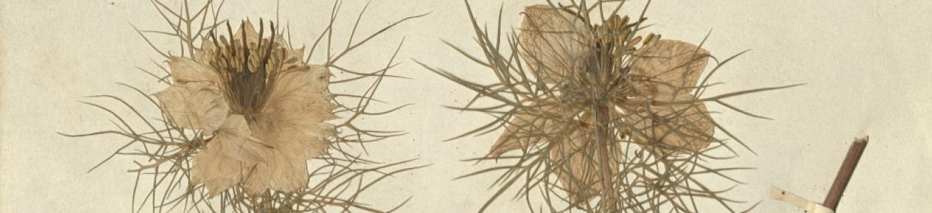 “Sisters of Charity” Herbarium