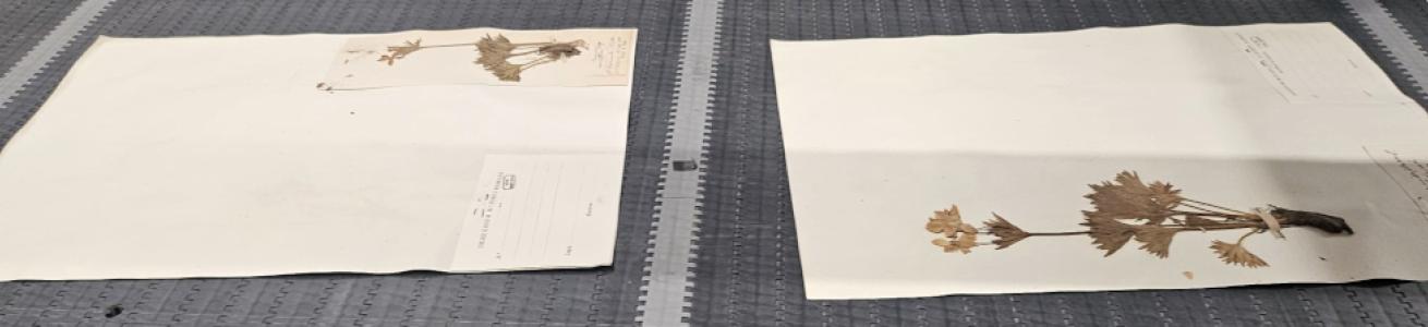 More than 200,000 samples digitized!