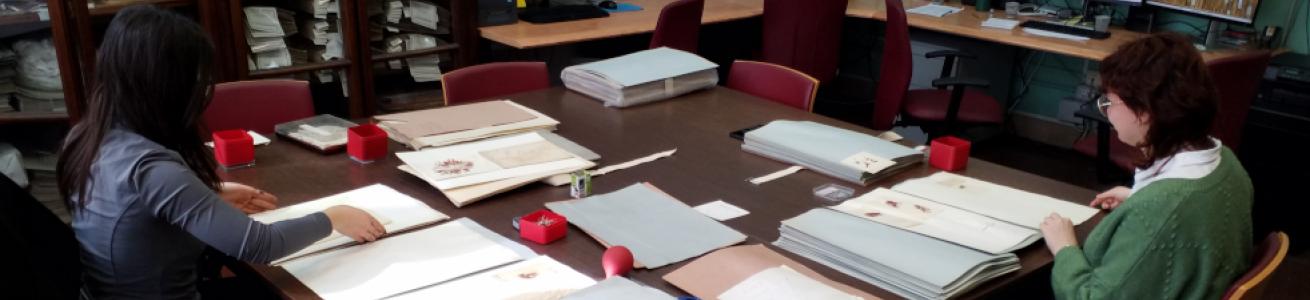 Collaborative scholarships started at Herbarium Museum