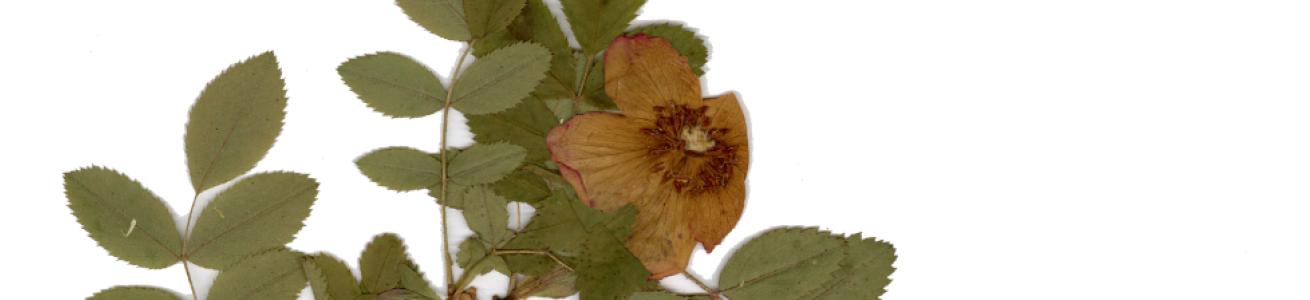May blooms: The genus Rosa