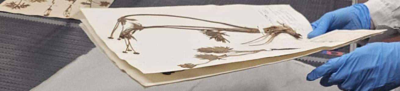 Massive digitization: scanning completed