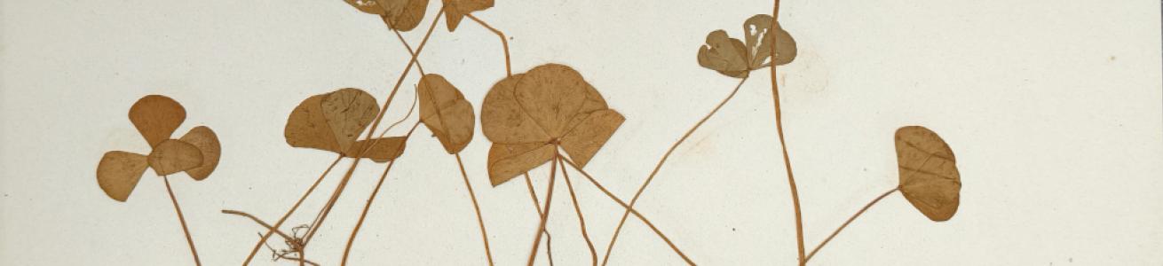 Augusto Béguinot - 150° anniversario della nascita