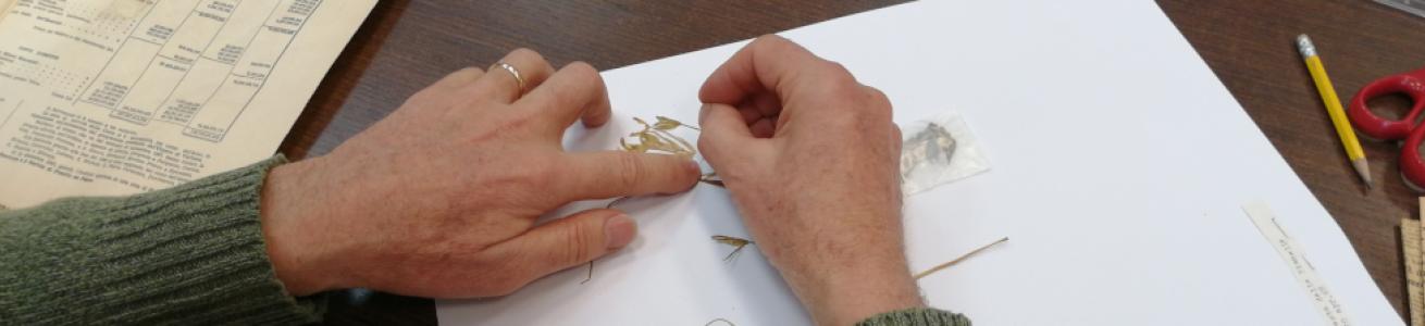 Volontari in Erbario: Giovanni Buccomino 