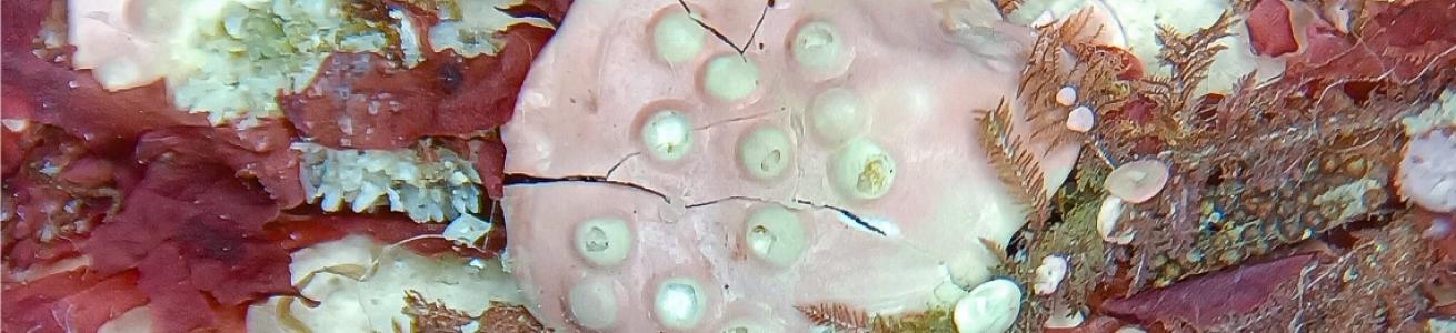 Lithothamnion lichenoides (J.Ellis) Foslie